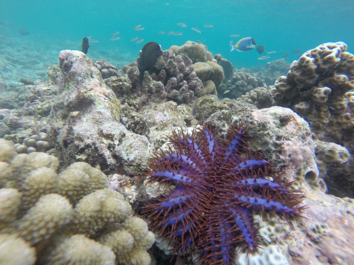 Kahanbu Ocean View Thulusdhoo Exterior foto